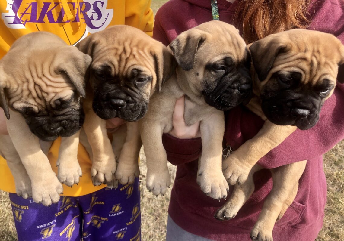 Available Puppies